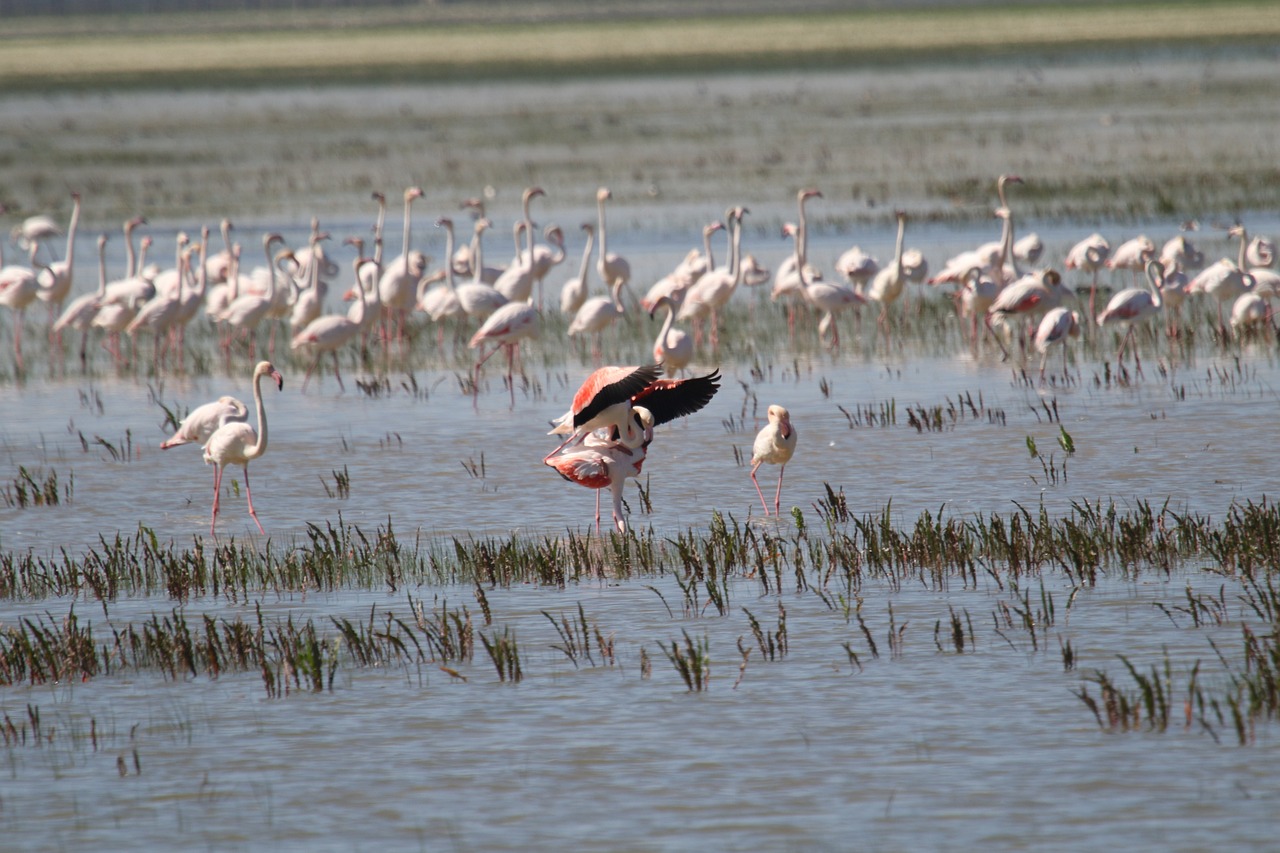 flamingo-2794001_1280